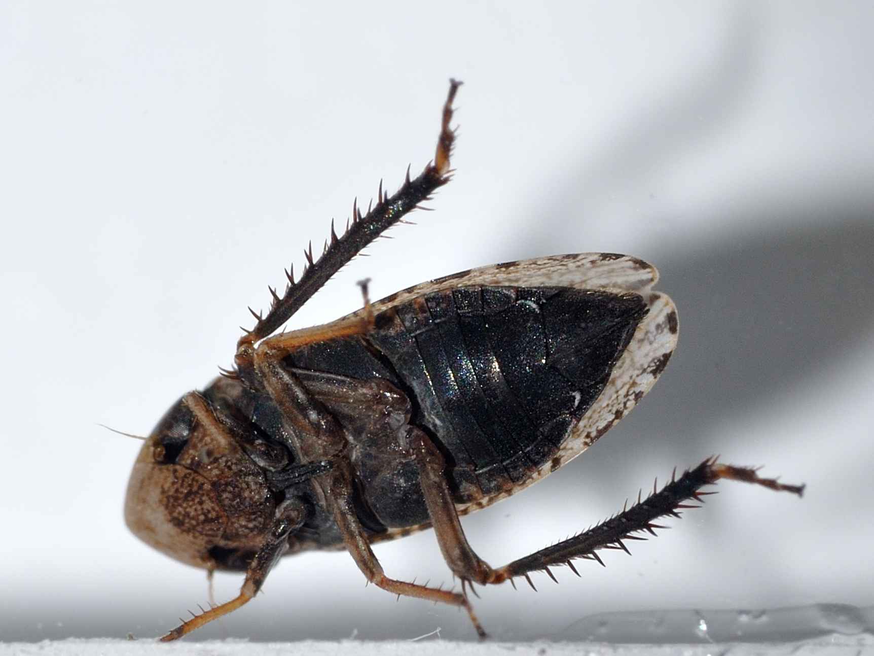 ID Cicalina - Aphrodes sp.